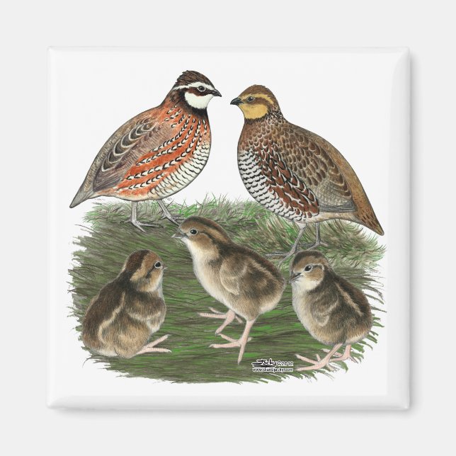 Bobwhite Quail Family Magnet (Front)