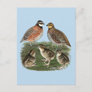 Bobwhite Quail Family Postcard