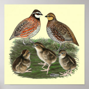 Bobwhite Quail Family Poster