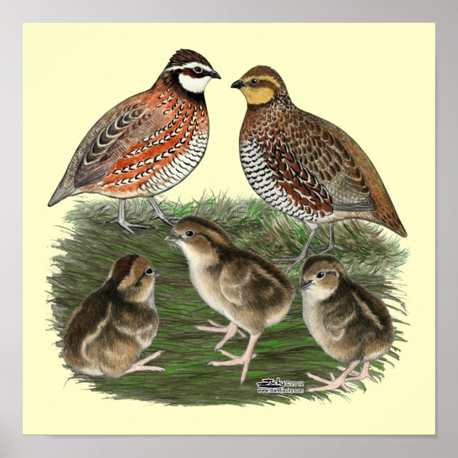 Bobwhite Quail Family Poster (Front)