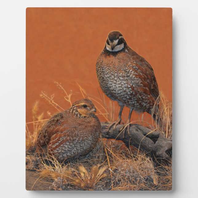 Bobwhite Quail (Georgia, Missouri and Tennessee) Plaque (Front)