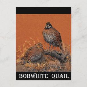 Bobwhite Quail (Georgia, Missouri and Tennessee) Postcard