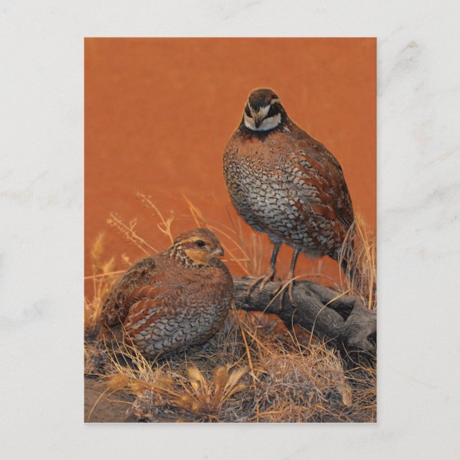 Bobwhite Quail (Georgia, Missouri and Tennessee) Postcard (Front)