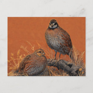 Bobwhite Quail (Georgia, Missouri and Tennessee) Postcard