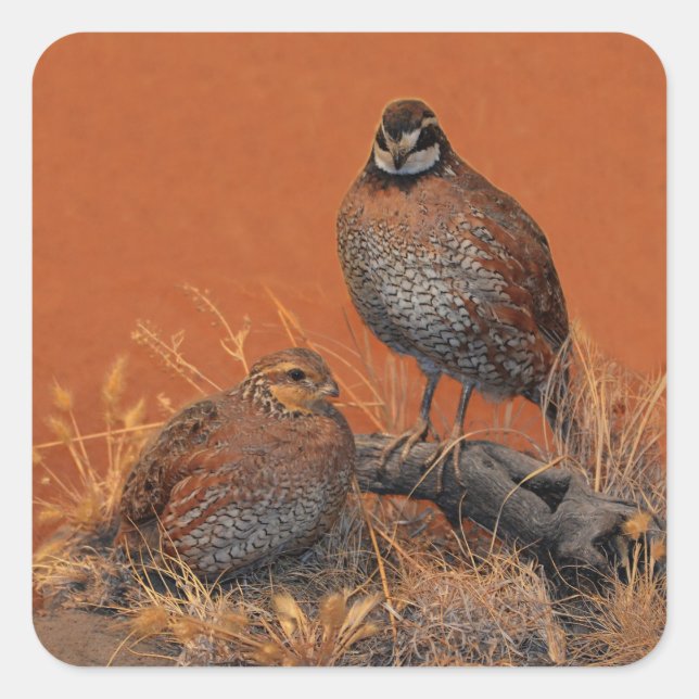 Bobwhite Quail (Georgia, Missouri and Tennessee) Square Sticker (Front)