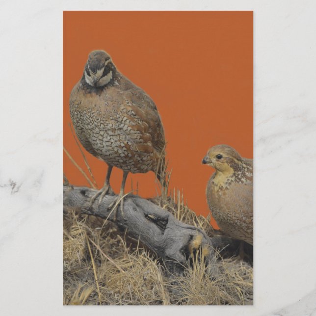 Bobwhite Quail (Georgia, Missouri and Tennessee) Stationery (Front)