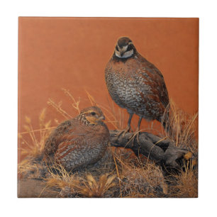 Bobwhite Quail (Georgia, Missouri and Tennessee) Tile