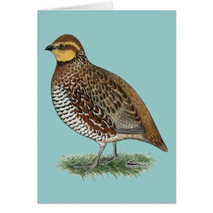 Bobwhite Quail Hen