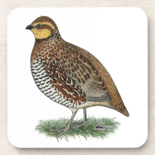 Bobwhite Quail Hen Coaster