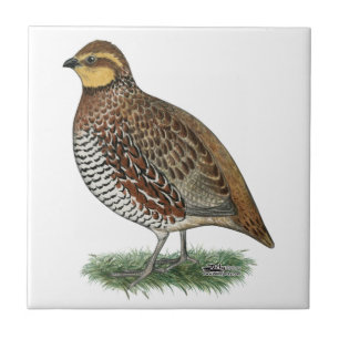 Bobwhite Quail Hen Tile