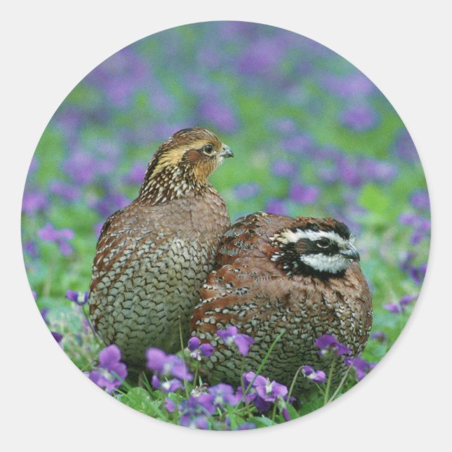 Bobwhite Quail Photography Classic Round Sticker (Front)