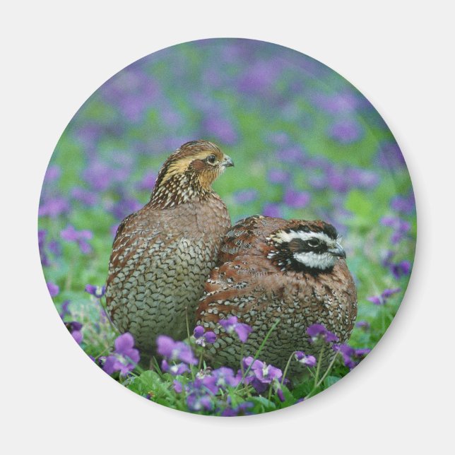 Bobwhite Quail Photography Magnet (Front)