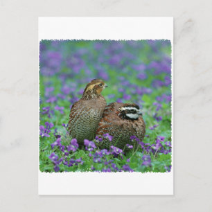 Bobwhite Quail Photography Postcard