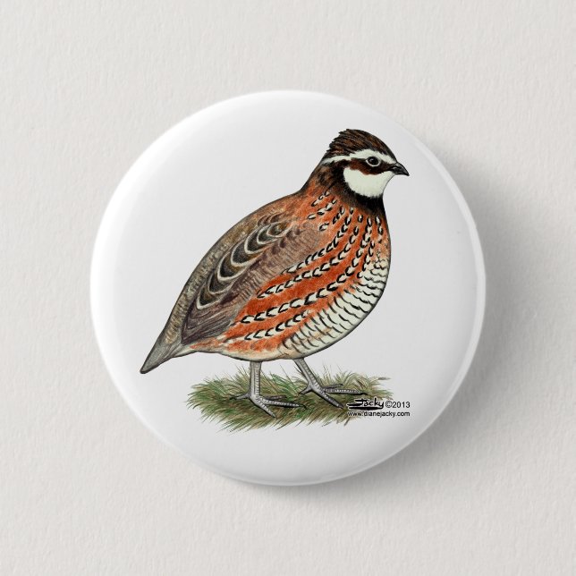 Bobwhite Quail Rooster 6 Cm Round Badge (Front)