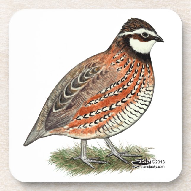 Bobwhite Quail Rooster Coaster (Front)