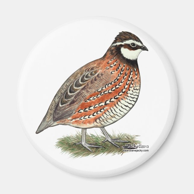 Bobwhite Quail Rooster Magnet (Front)