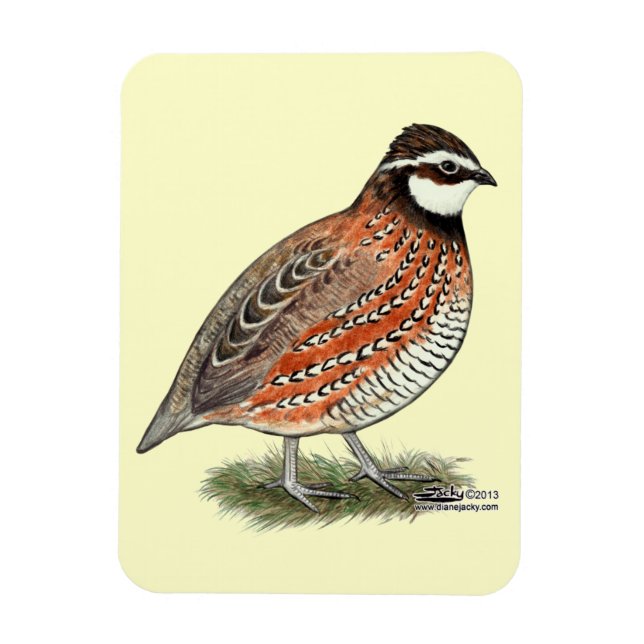 Bobwhite Quail Rooster Magnet (Vertical)