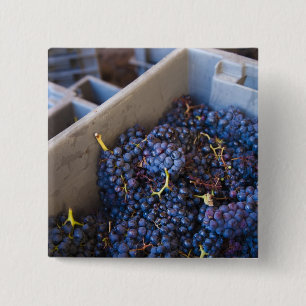 Bodega Marques de Riscal winery, grapes 15 Cm Square Badge