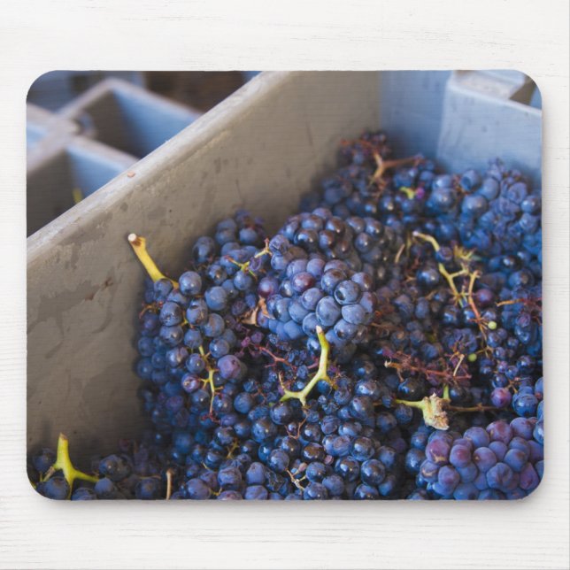 Bodega Marques de Riscal winery, grapes Mouse Mat (Front)