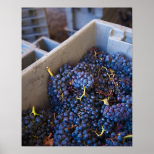 Bodega Marques de Riscal winery, grapes Poster