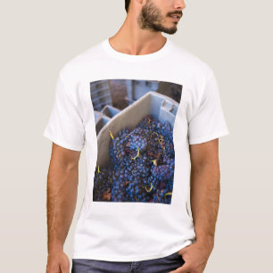 Bodega Marques de Riscal winery, grapes T-Shirt