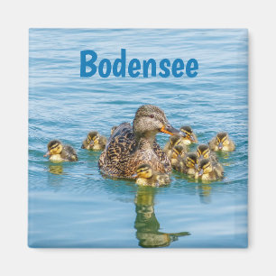Bodensee Ducks with Ducklings Magnet