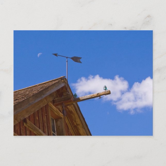 Bodie Ghost Town Point The Way Postcard (Front)