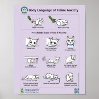 Body Language of Feline Anxiety