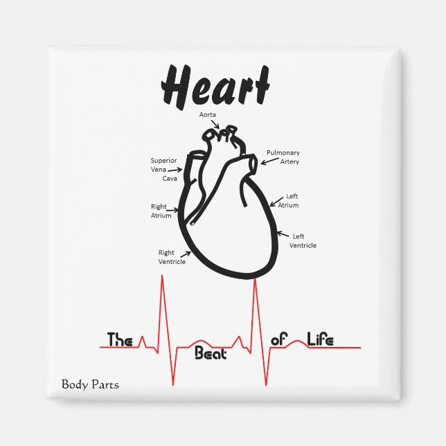 Body Parts -- Human Heart Magnet (Front)