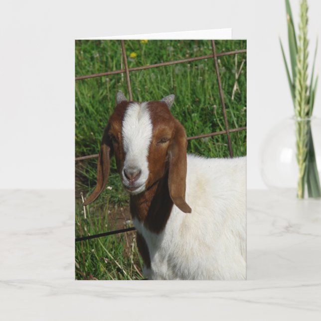 Boer Billy Goat Kid Card (Front)