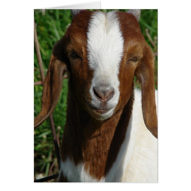Boer Goat (Front)