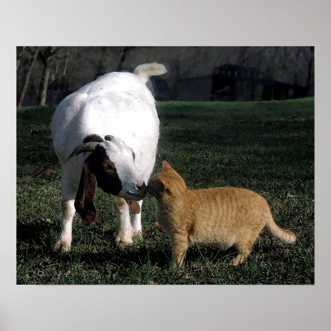 Boer Goat And Cat Portrait Poster Print (Front)