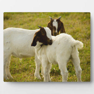 Boer Goat in Grassy Pasture Photo Plaque