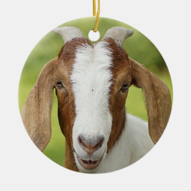 Boer Goat Nanny Kid Ceramic Tree Decoration (Front)