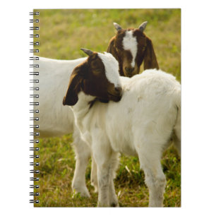 Boer Goats in a Sunny Pasture Farm Animal Notebook