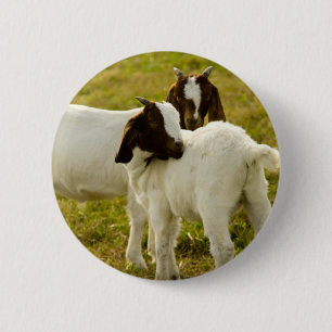 Boer Goats in Sunny Pasture Farm Animal Nature  6 Cm Round Badge