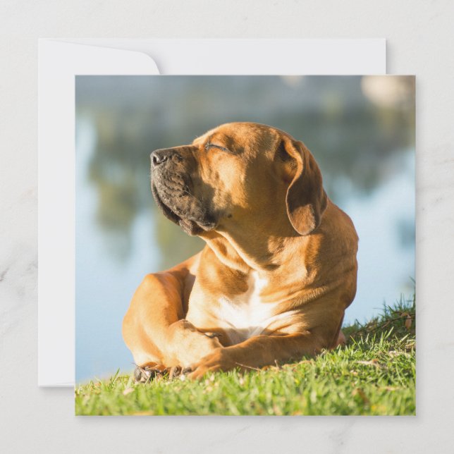 Boerboel (Front)