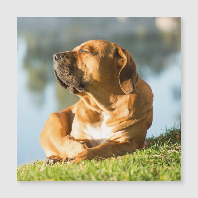 Boerboel Magnetic Card (Front)