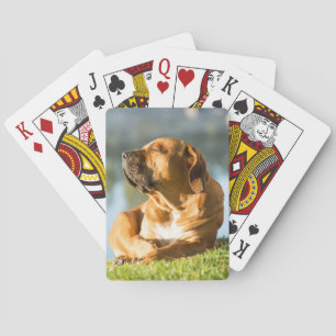 Boerboel Playing Cards