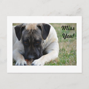 Boerboel Postcard