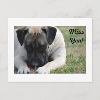 Boerboel Postcard