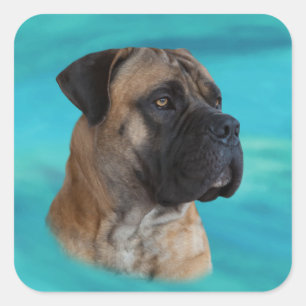 Boerboel - South African Mastiff Square Sticker