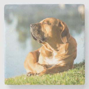 Boerboel Stone Coaster