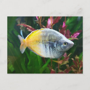 Boesemani Rainbow Postcard