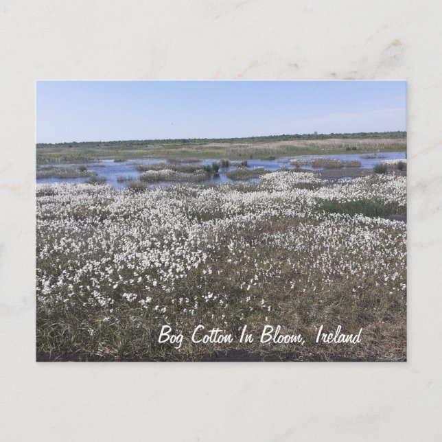 Bog Cotton in Bloom, Offaly, Ireland Postcard (Front)