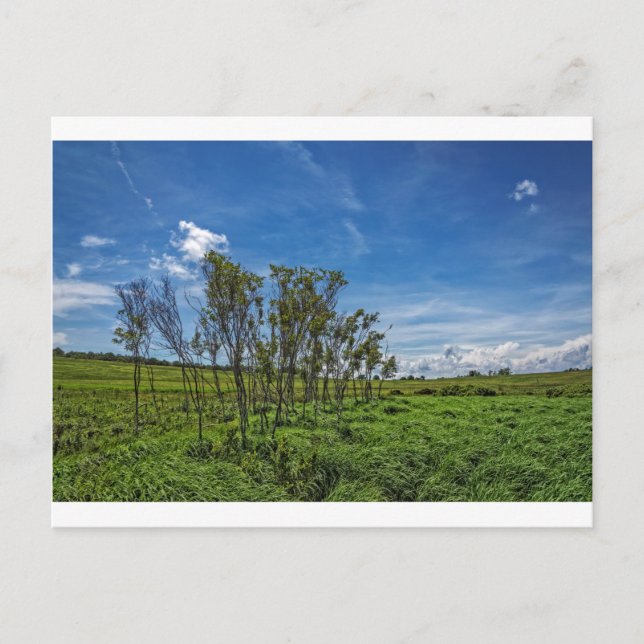 Bog Forest at Big Meadows Postcard (Front)