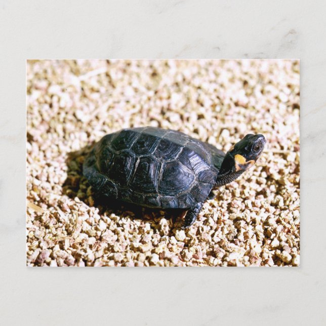 Bog turtle postcard (Front)