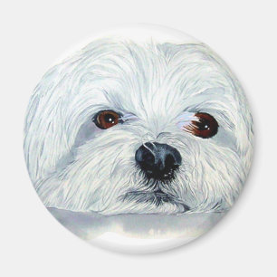 Bogart the Maltese Magnet