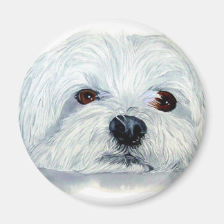 Bogart the Maltese Magnet