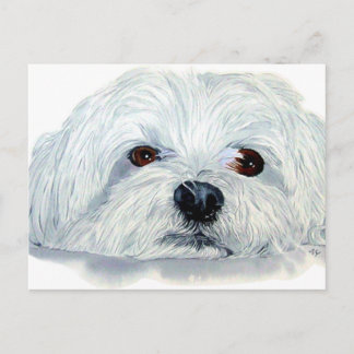 Bogart the Maltese Postcard